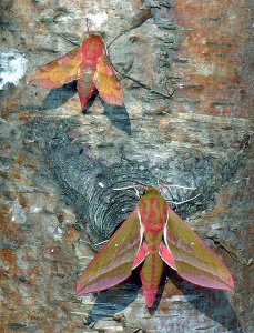 Elephant hawkmoth and small elephant hawkmoth - Kenneth Noble